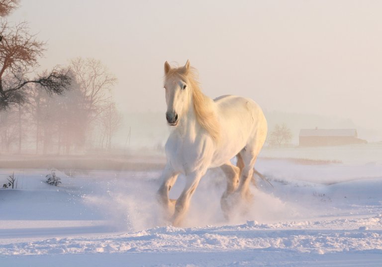 Лошадь, снег - Horse, snow_preview.jpeg