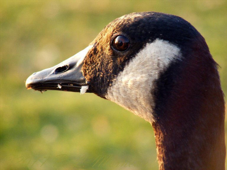 Canadian Goose.jpg