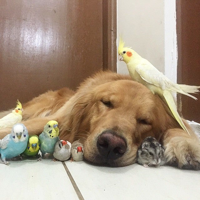 golden-retriever-eight-birds-and-hamster-23.jpg