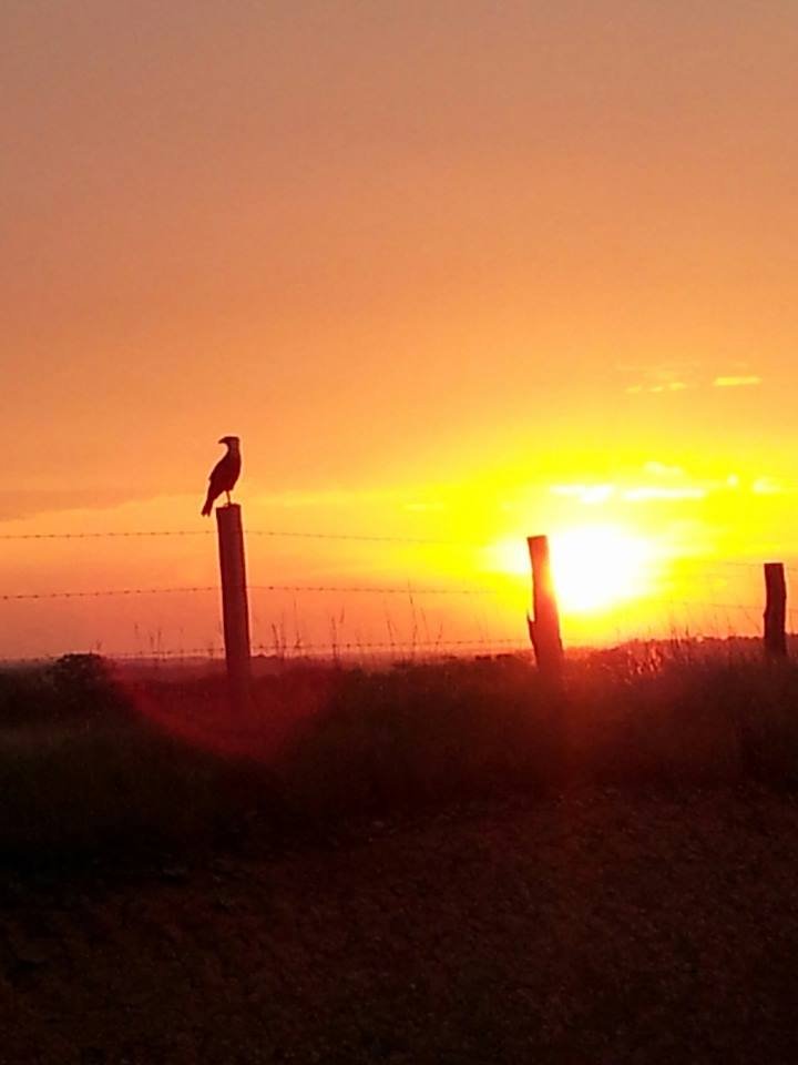 hermoso paisaje llanero.jpg