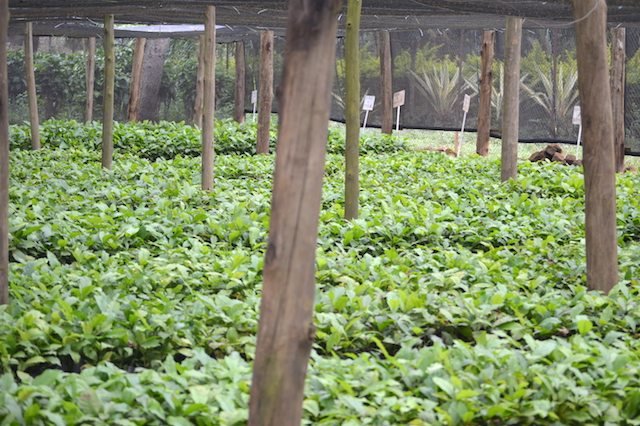 Mt-Elgon-Coffee-Nursery-copy-1.jpg