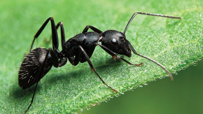 Ant_16x9.jpg