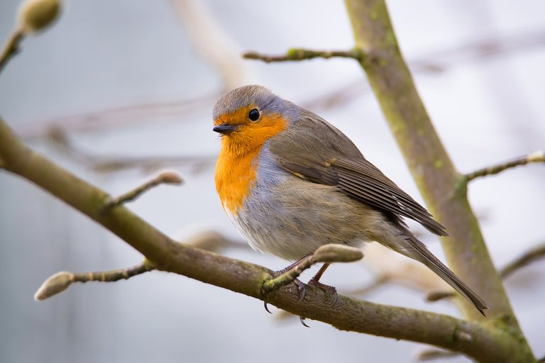 robin-3287974_960_720.jpg