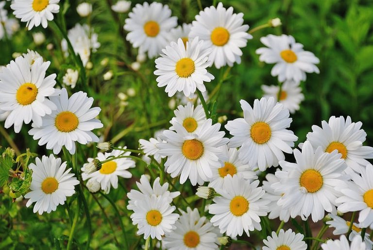 daisy-flower-spring-.jpeg