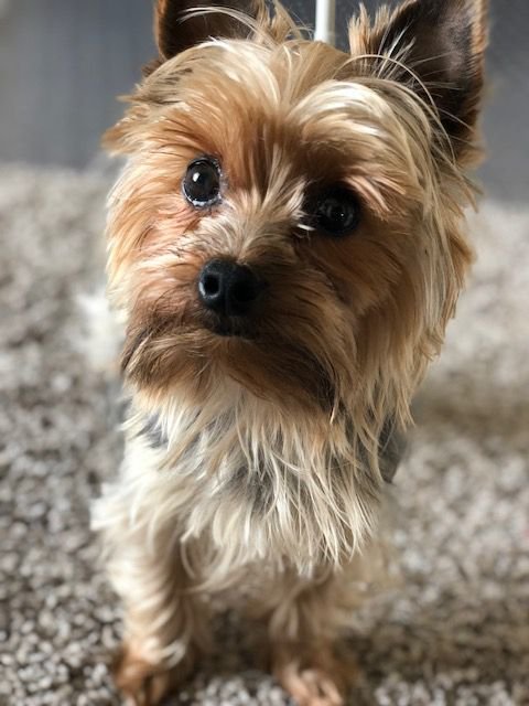 baily-yorkshire-terrier.jpg