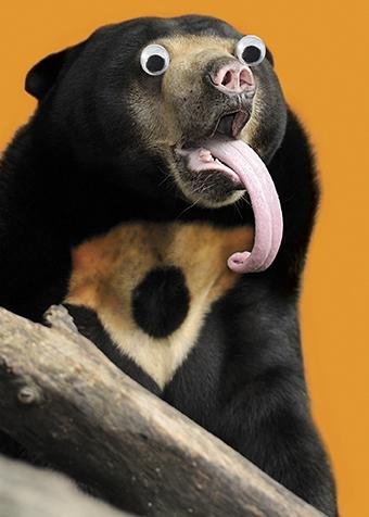 crazy-eyes-silly-sun-bear-bb3234-3020386-0-1456058909000.jpg