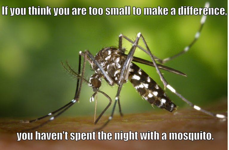 mosquito2.jpg