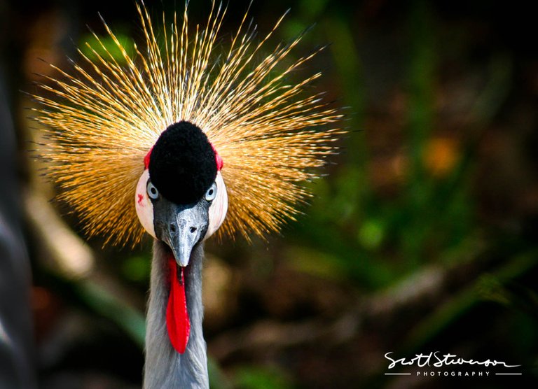 East African Grey Crowned Crane-1.jpg