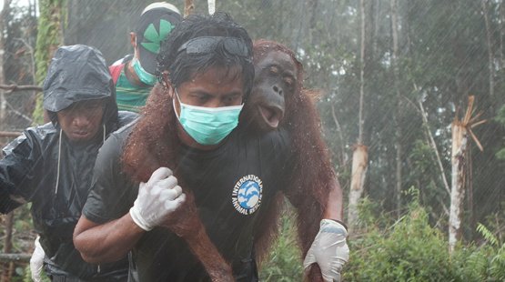 borneo-orang-utan-artz.jpg