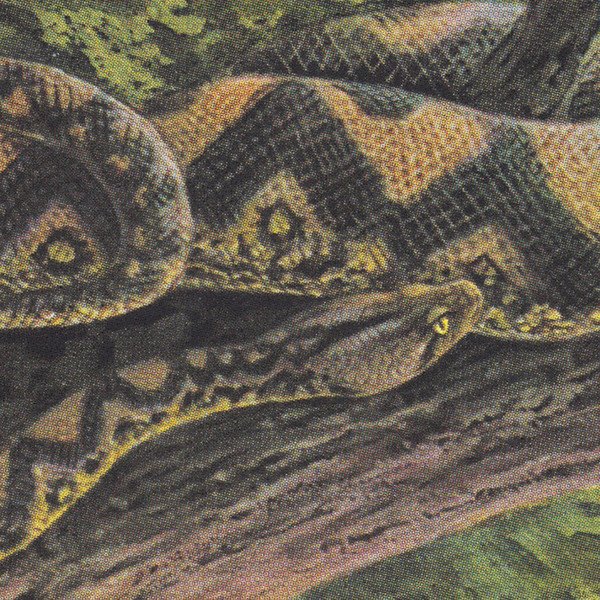 Rainforest Spiritual Enslavement – Ambient Black Magic.jpg