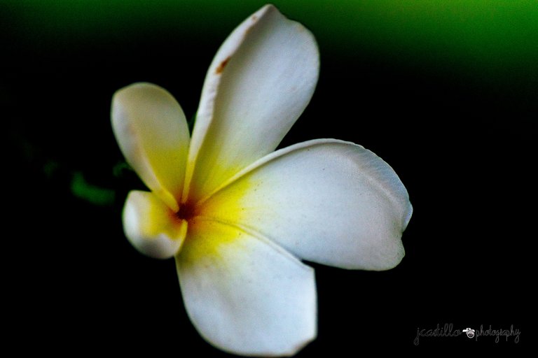 Solo Yellow and White [Macro].jpg