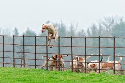 xdog-jumping-fence-15990511.jpg.pagespeed.ic.wD-DupbUgD.jpg