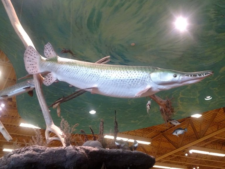 Alligator Gar.jpg