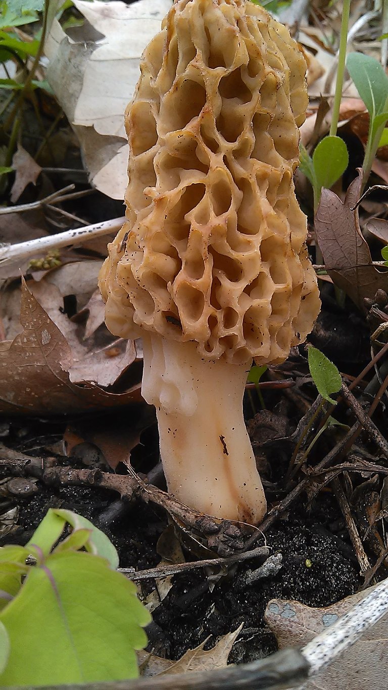 Morel.jpg