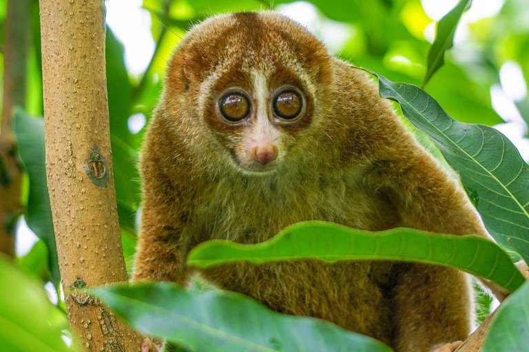 Slow-Loris-Looks-Out-Trees.jpg.1000x0_q80_crop-smart.jpg