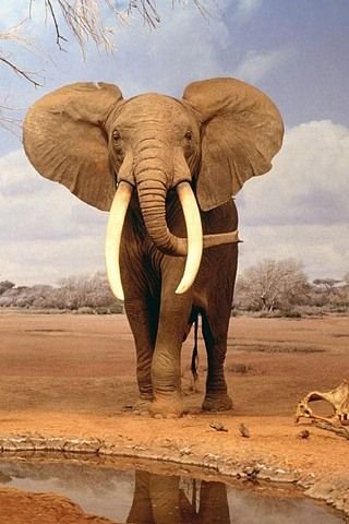 8cc0c89896ef981a89ad27063c865713--african-elephant-wild-animals.jpg