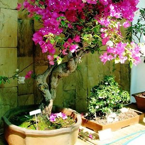 bougainvillea-left.jpg