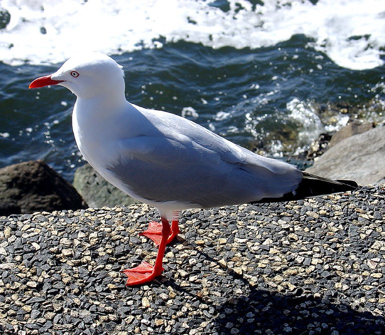 seagull.jpg