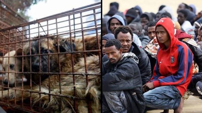 italy-migrants-bbq-dog-678x381.jpg