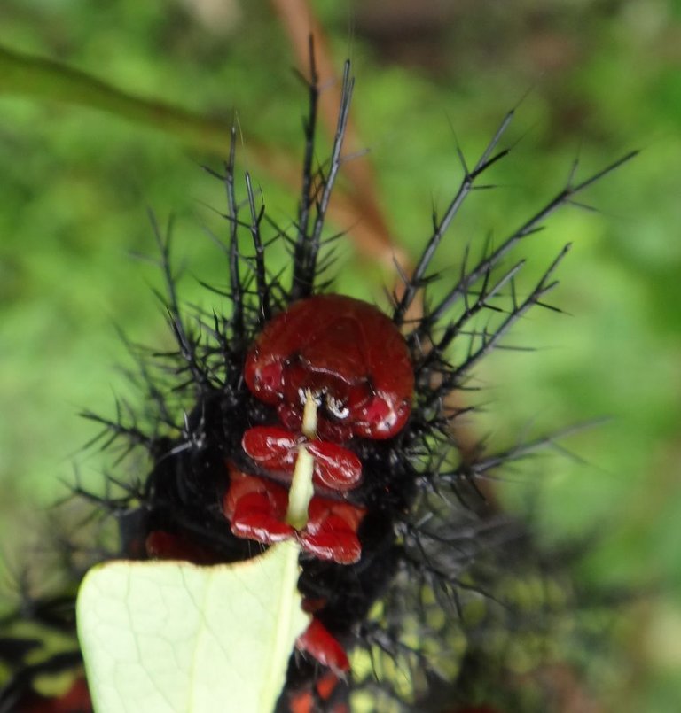 oruga-verde-roja-negra-mata-coca-1080px.jpg