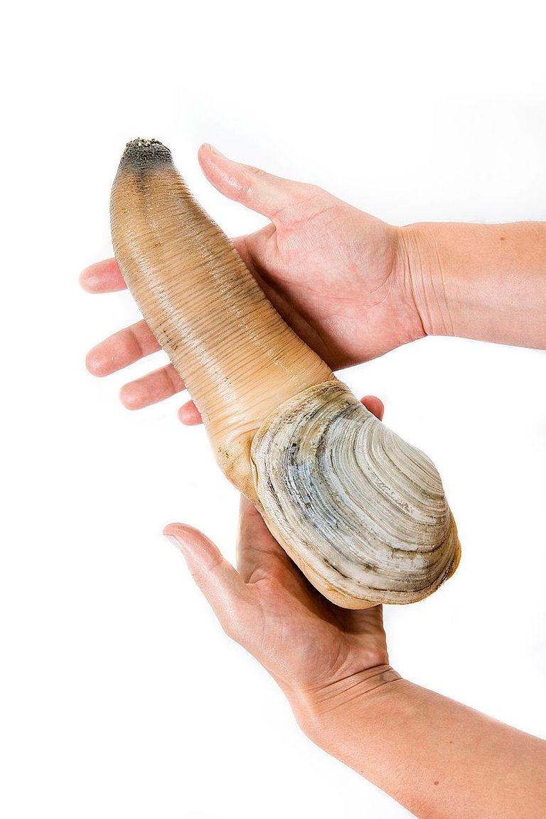 Geoduck vs razor clam.jpg