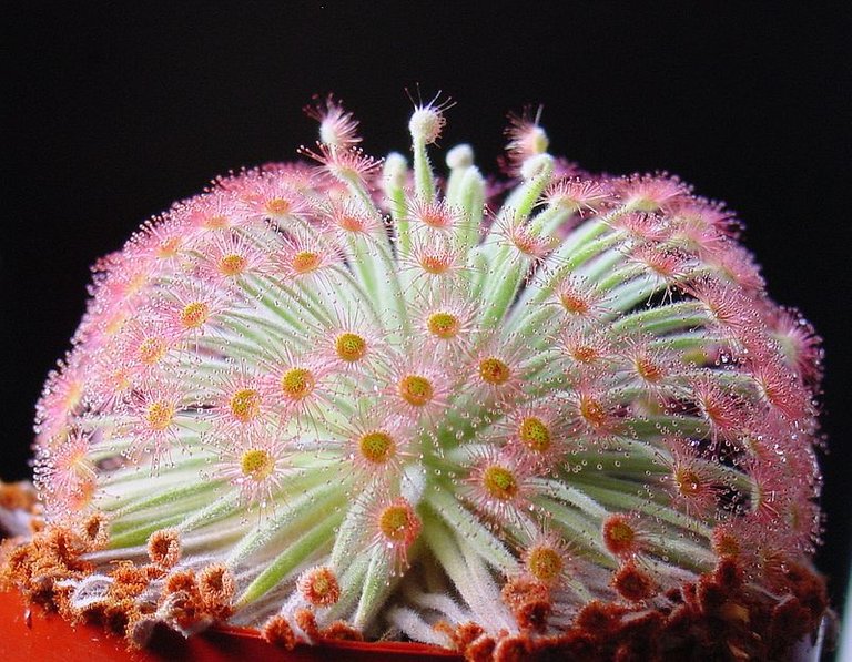 @bacabaca drosera1.jpg