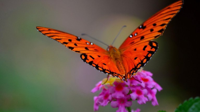 butterfly_flower_macro_petals_wings_104105_1920x1080.jpg