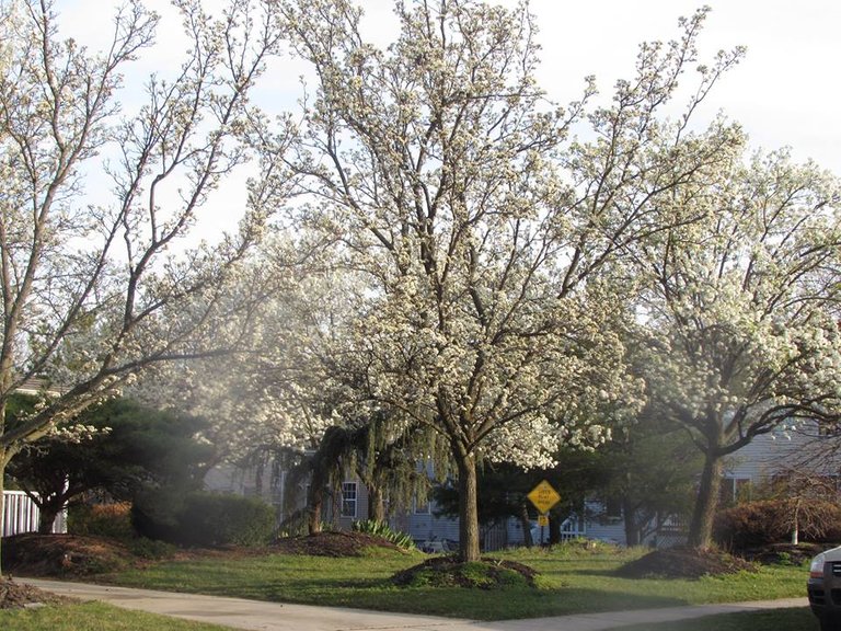 primavera en casa 4.jpg