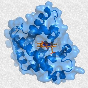 Myoglobine_and_heme (1) (1).jpg