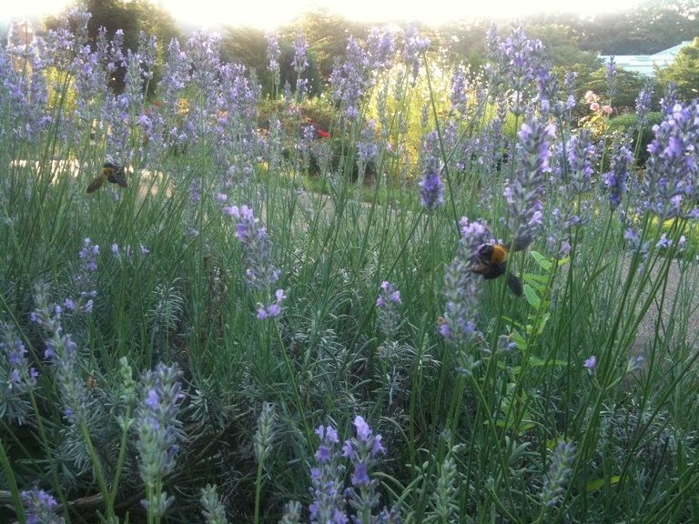 Yamate area Park honey bee 2011 014.jpg