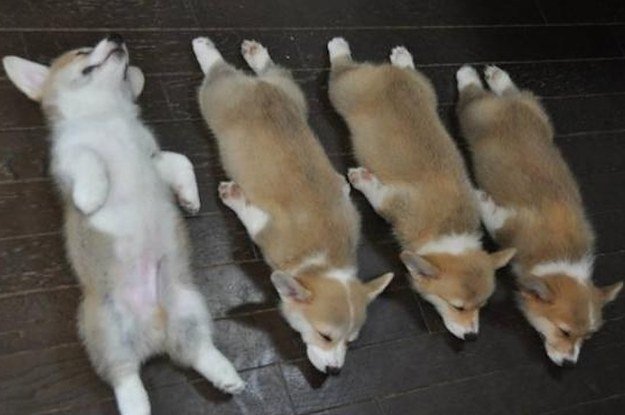 sploot5 buzzfeed.jpg