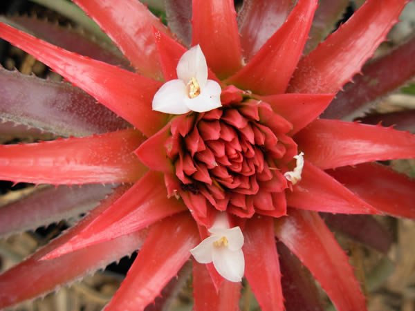 flowering-bromeliaceae.jpg