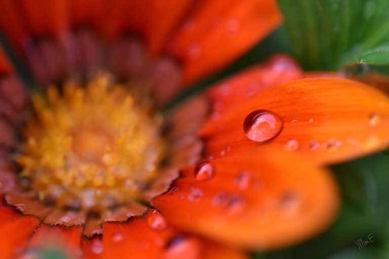 droplets on flower.JPG