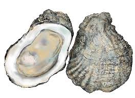 4Oyster.jpg