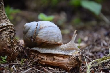 Weinbergschnecke