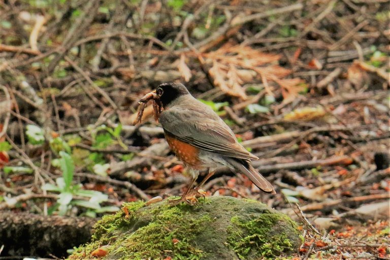 pajaro comiendo gusano.jpg