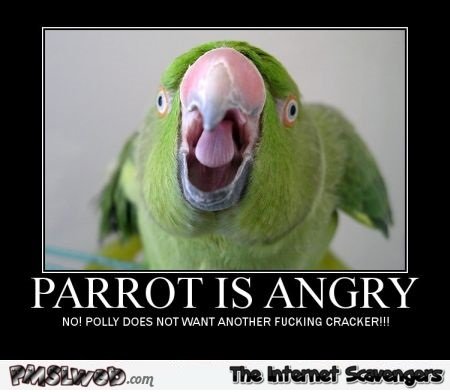 11-funny-parrot-is-angry-demotivational.jpg