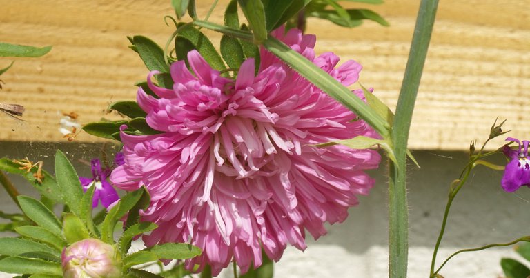 pink aster.jpg