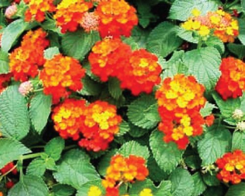 Lantana-Dallas-Red-Plant.jpg