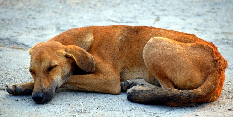 sleeping-dog-2837631_960_720.jpg