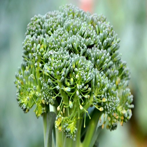 broccoli-1362793_1920.jpg