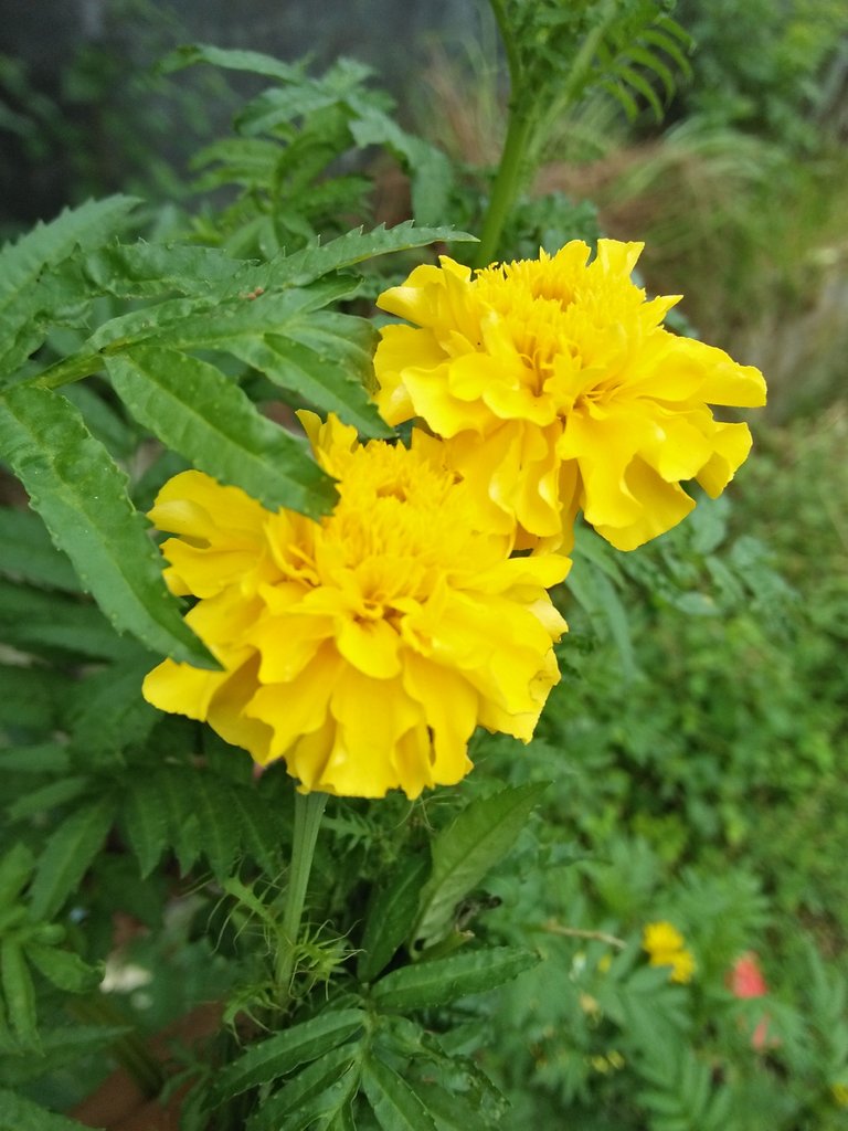 IMG20180126101154.jpg