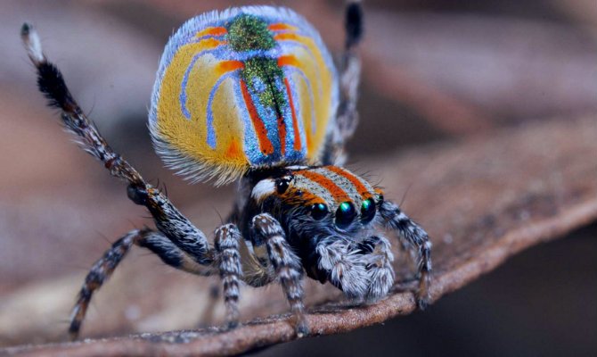 araña-pavo-real-animales-mas-raros.jpg