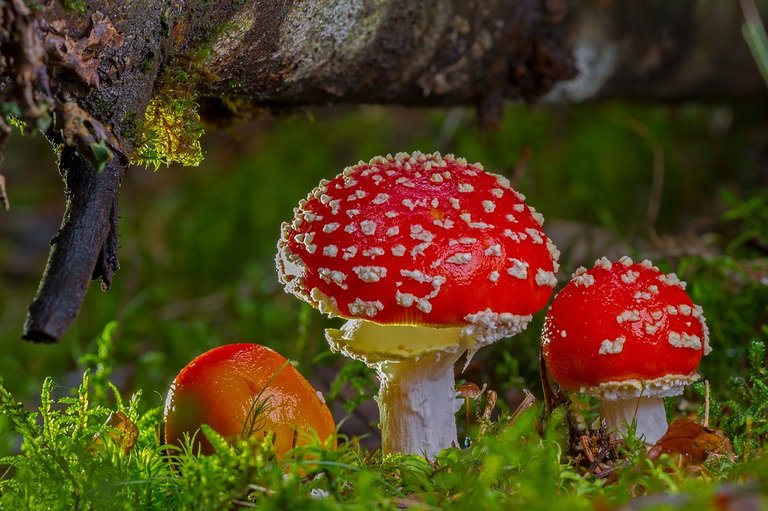 fly-agaric-2817723_960_720.jpg