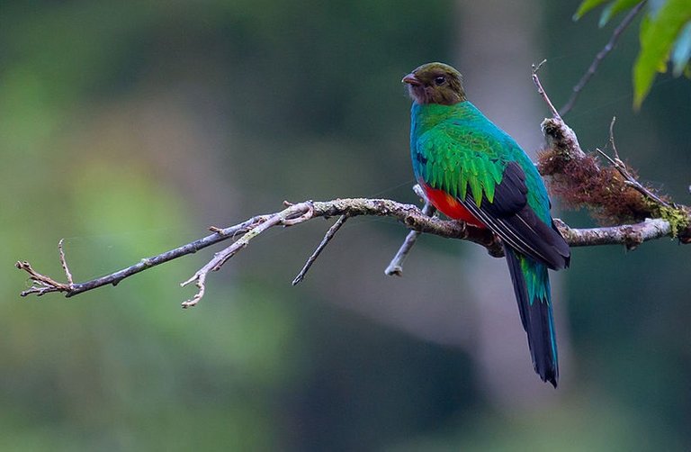 Pharomachrus_auriceps,_Golden-headed_Quetzal.jpg