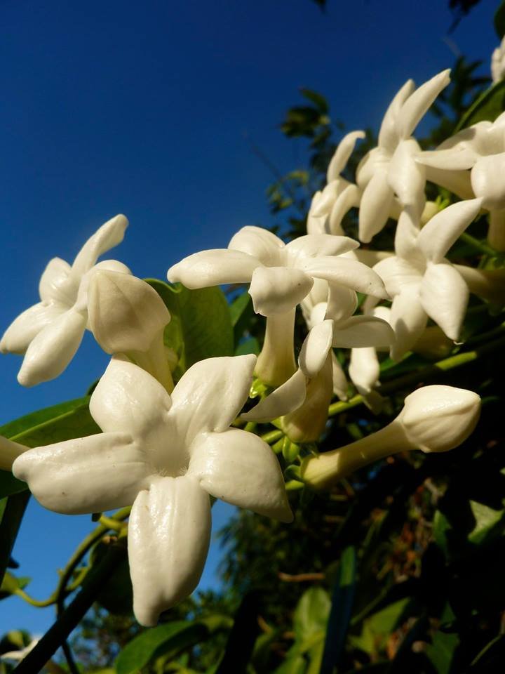 stephanotis.jpg