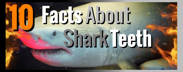 shark-facts-thumbnail.JPG