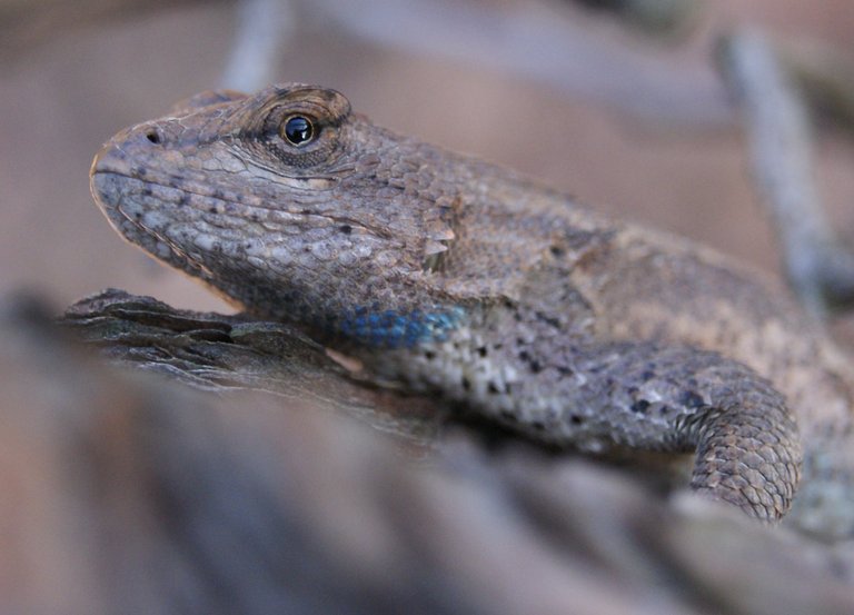 Lizard Close Up.JPG