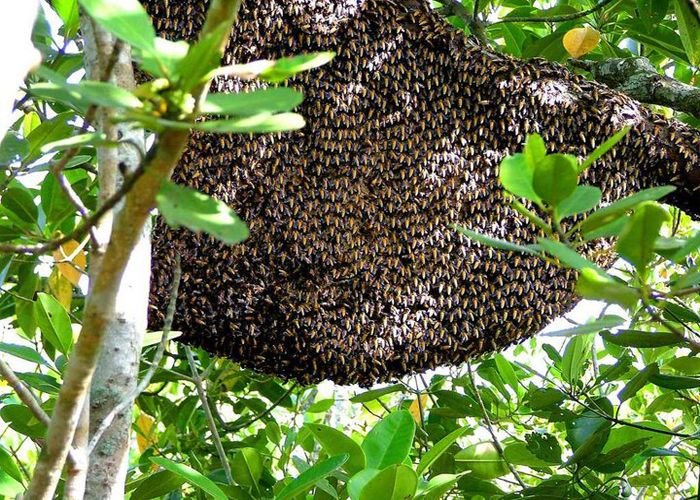 Hive in Sundarban.jpg