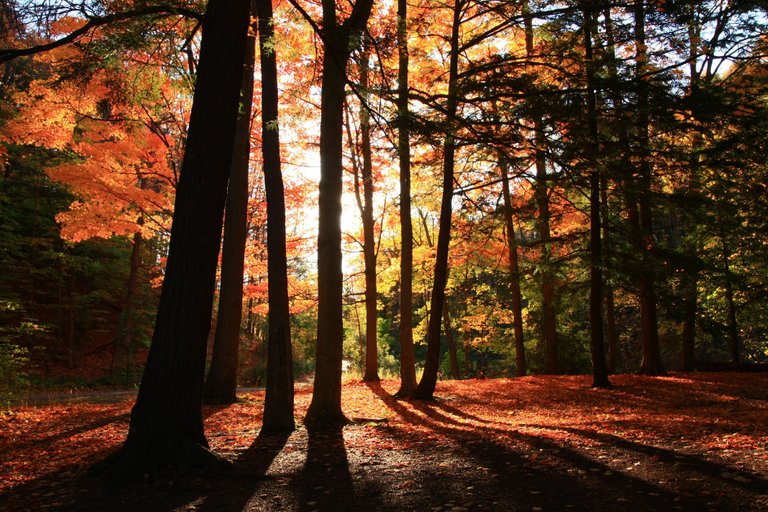 late fall at torontos parks 2016._7660.JPG